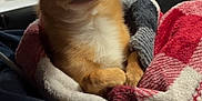 Itty Bitty joined the competition — help win amazing prizes! dog, chihuahua, blanket, cozy, pet, indoor, night, gas_station, car_interior, lap, small_dog, cute, fur, animal, comfort, warm, portrait, wrapped, hand, clothing