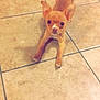 Itty Bitty joined the competition — help win amazing prizes! dog, puppy, chihuahua, small_dog, tan_color, pet, indoor, floor, tile_floor, stretching, ears_up, cute, animal, looking_at_camera, young, domestic_animal, companion, playful, tiny, curious