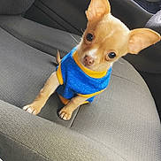 Itty Bitty joined the competition — help win amazing prizes! puppy, dog, chihuahua, blue_sweater, car_seat, small_dog, pet, cute, ears, looking_up, indoor, animal, young_dog, sitting, adorable, furry, companion, domestic_animal, canine, vehicle_interior