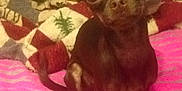 Bella is registered to the contest to win money with this photo: dog, chihuahua, pet, animal, bed, blanket, ears, small_dog, cute, indoor, fur, mammal, domestic_animal, companion, resting, lying_down, brown_fur, curious, portrait, two_animals
