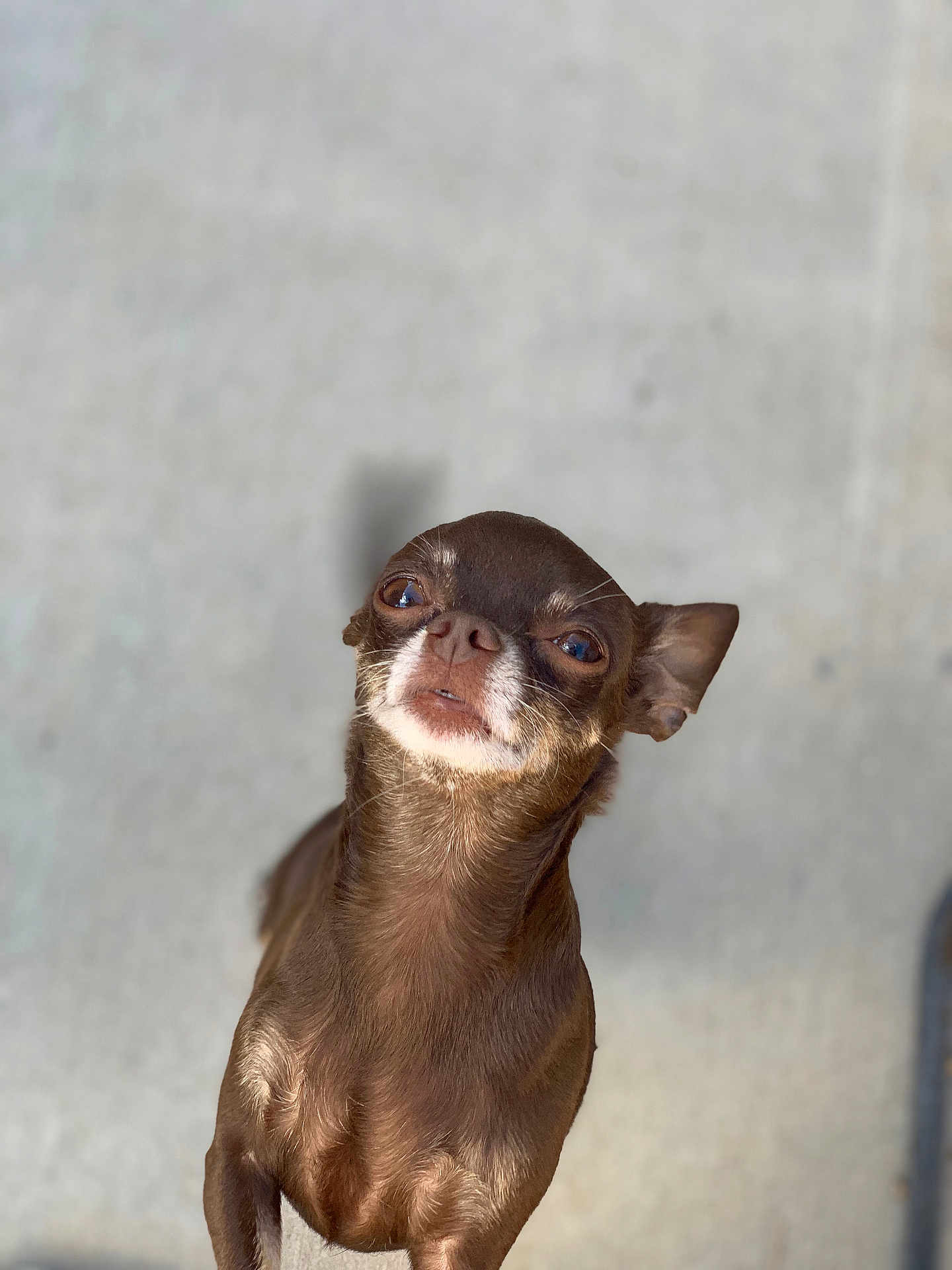 Bella joined the competition — help win amazing prizes! dog, chihuahua, brown_dog, pet, animal, outdoor, close_up, looking_up, small_dog, fur, ears, face, canine, companion, curious, portrait, standing, whiskers, cute, alert
