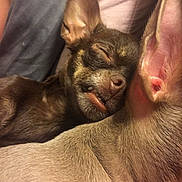Bella joined the competition — help win amazing prizes! dog, sleeping, close_up, cuddle, pet, animal, fur, ear, nose, mouth, resting, companion, friendship, cozy, cute, domestic_animal, relaxation, snuggle, brown_fur, light_brown_fur