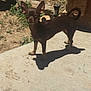 Bella is registered to the contest to win money with this photo: dog, chihuahua, small_dog, brown_dog, outdoor, sunny, shadow, concrete, dirt, grass, rocks, pet, animal, standing, ears, tail, canine, nature, daylight, backyard
