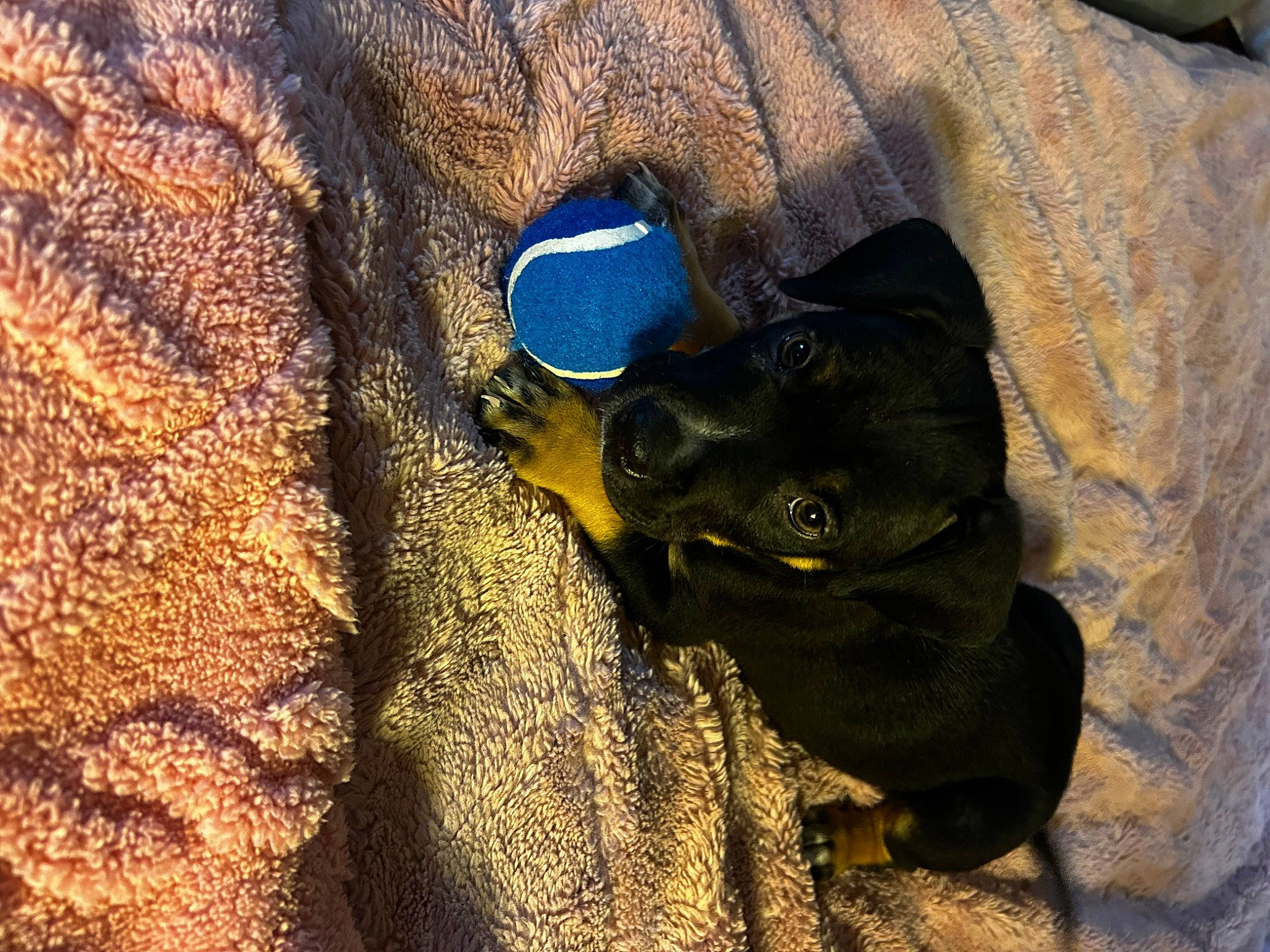 Simba is registered to the contest to win money with this photo: black_cat, carnivore, claw, comfort, companion_dog, dog, dog_breed, electric_blue, fashion_accessory, fawn, felidae, fur, shadow, small_to_medium_sized_cats, sporting_group, tail, terrestrial_animal, toy_dog, whiskers, working_animal