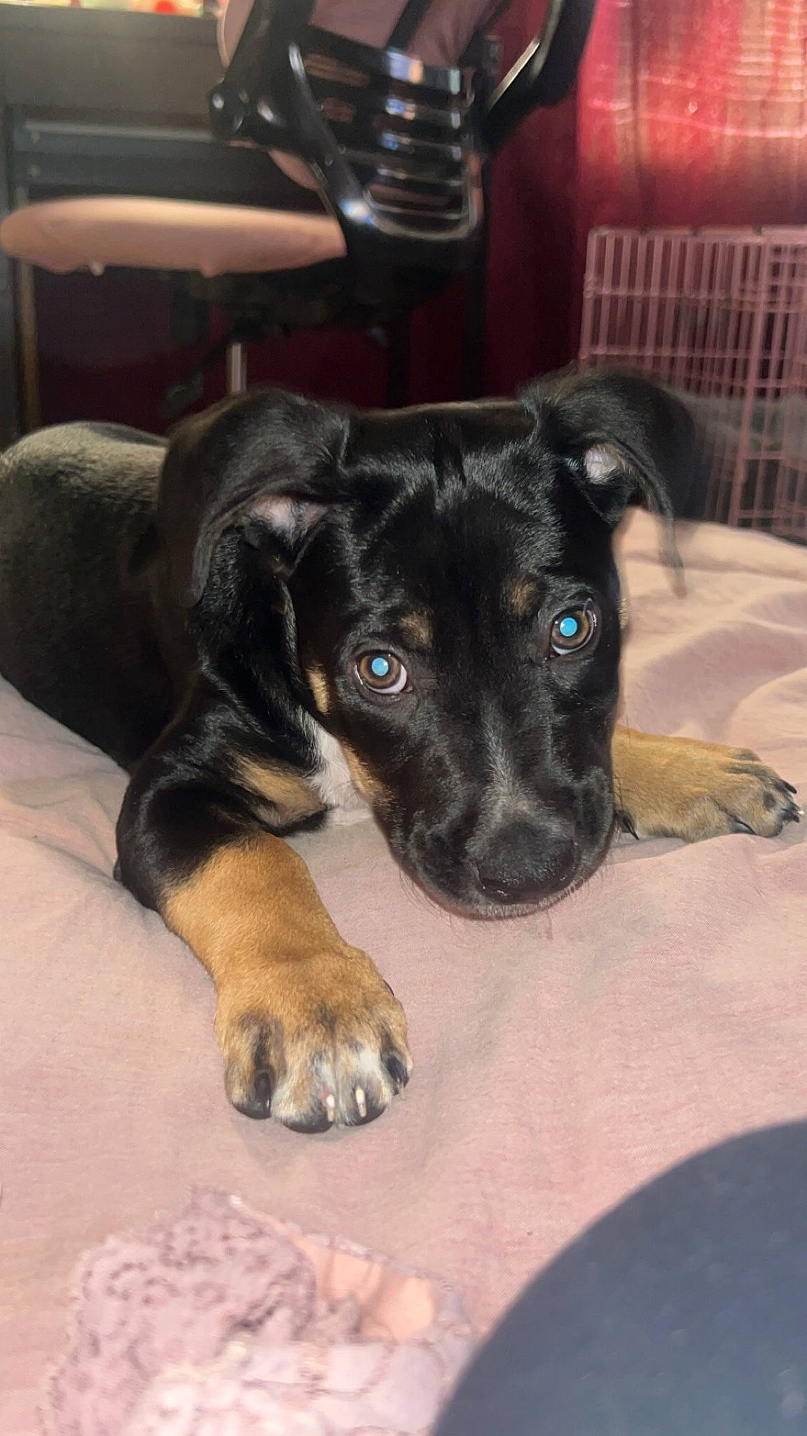 Simba joined the competition — help win amazing prizes! canidae, carnivore, chair, comfort, companion_dog, dog, dog_breed, ear, fawn, fur, guard_dog, puppy, sporting_group, whiskers, working_animal, working_dog