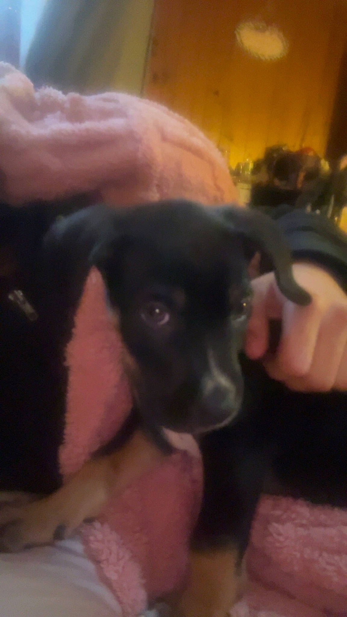 Simba is registered to the contest to win money with this photo: carnivore, comfort, companion_dog, dog, dog_breed, ear, fawn, finger, fur, gesture, guard_dog, nail, paw, puppy_love, terrestrial_animal, thumb, toy_dog, whiskers, working_animal, wrist