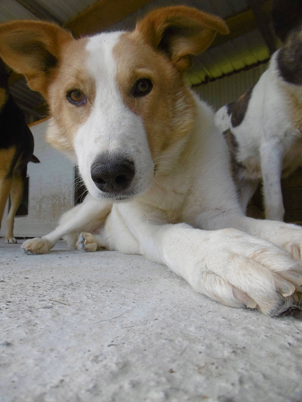 Kinoa participe au concours pour gagner de l'argent avec cette photo : aspin, canidae, carnivore, companion_dog, dog, dog_breed, fawn, mammal, rare_breed_dog, smooth_fox_terrier, snout, street_dog, vertebrate