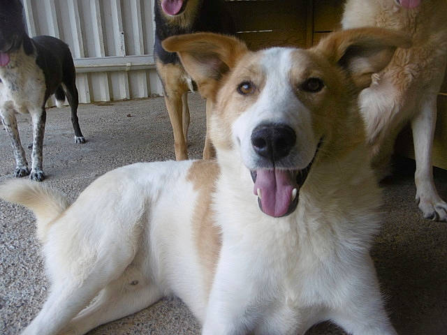 Kinoa a rejoint le concours — aidez-le/la à gagner de superbes lots ! ancient_dog_breeds, aspin, canaan_dog, canidae, carnivore, companion_dog, dog, dog_breed, fawn, mammal, rare_breed_dog, street_dog, vertebrate