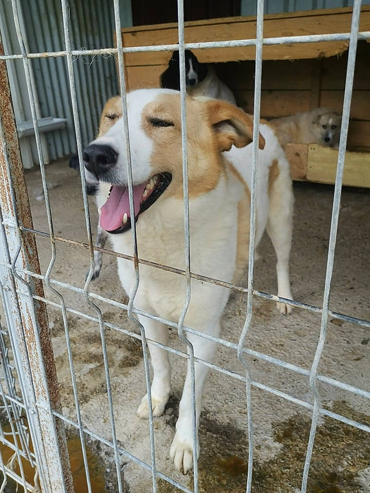 Kinoa a rejoint le concours — aidez-le/la à gagner de superbes lots ! animal_shelter, canidae, carnivore, companion_dog, dog, dog_breed, kennel, mammal, rare_breed_dog, snout, sporting_group, vertebrate