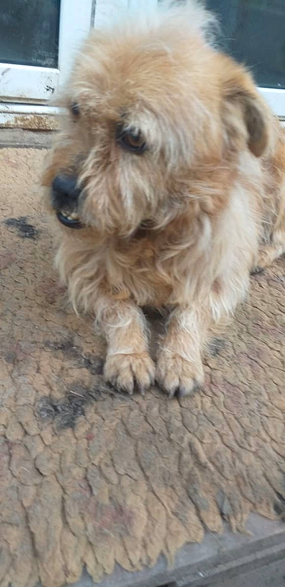 Chopin a rejoint le concours — aidez-le/la à gagner de superbes lots ! canidae, carnivore, catalan_sheepdog, companion_dog, dog, dog_breed, dutch_smoushond, glen_of_imaal_terrier, irish_soft_coated_wheaten_terrier, mammal, poodle_crossbreed, rare_breed_dog, sapsali, schnoodle, small_terrier, sporting_group, sporting_lucas_terrier, terrier, tibetan_terrier, vertebrate