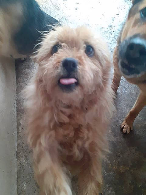 Chopin participe au concours pour gagner de l'argent avec cette photo : cairn_terrier, canidae, carnivore, companion_dog, dog, dog_breed, dutch_smoushond, glen_of_imaal_terrier, mammal, morkie, norfolk_terrier, poodle_crossbreed, rare_breed_dog, schnoodle, small_terrier, snout, sporting_group, sporting_lucas_terrier, terrier, vertebrate