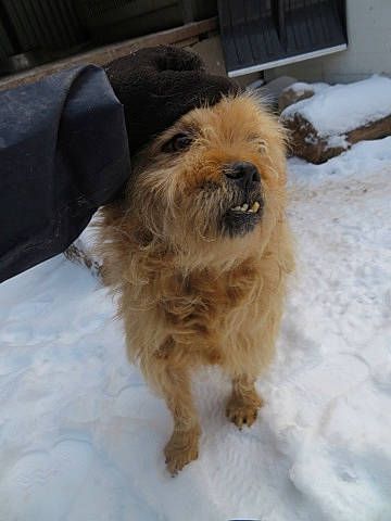 Chopin participe au concours pour gagner de l'argent avec cette photo : cairn_terrier, canidae, carnivore, companion_dog, dog, dog_breed, dutch_smoushond, glen_of_imaal_terrier, mammal, norfolk_terrier, norwich_terrier, puppy, rare_breed_dog, small_terrier, snow, sporting_group, terrier, tibetan_terrier, toy_dog