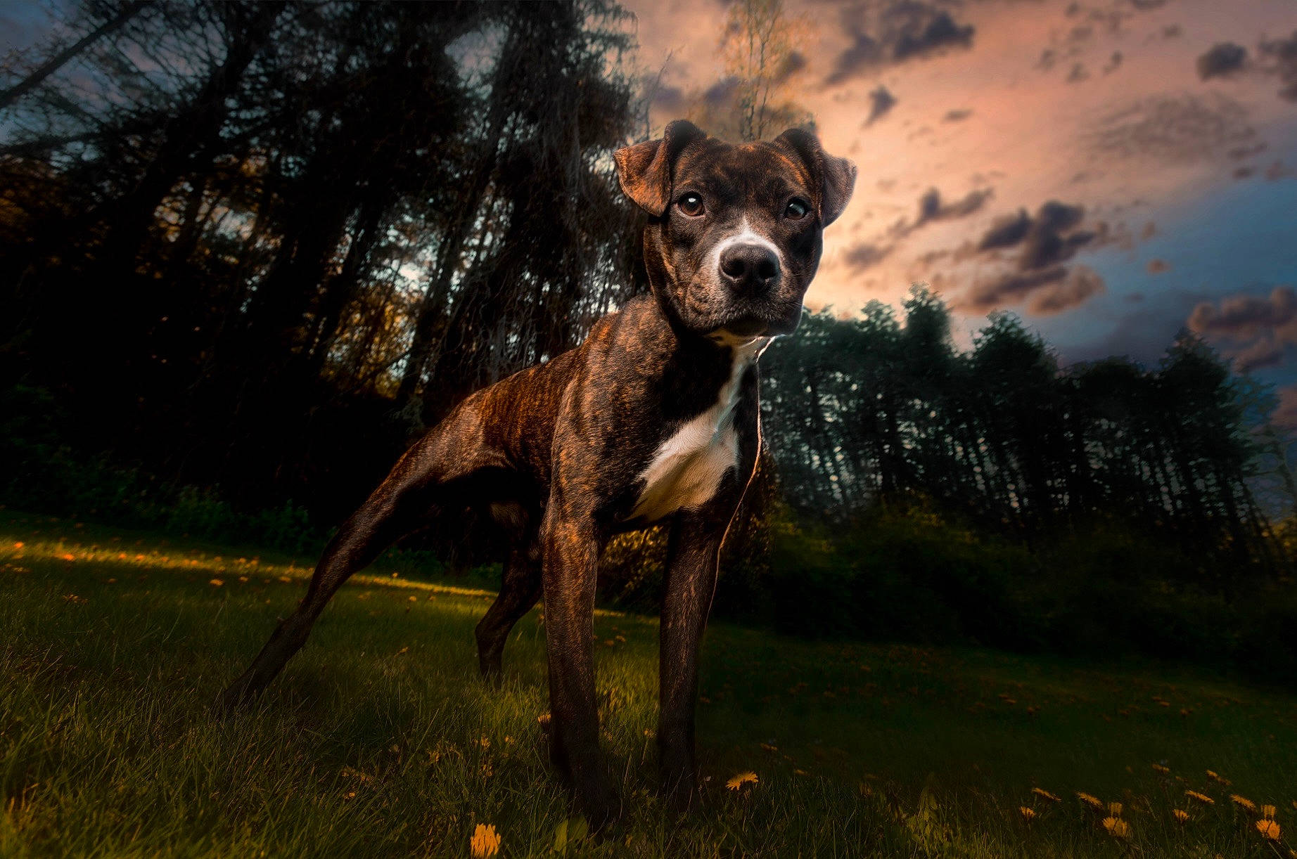 Cinnamon is registered to the contest to win money with this photo: canidae, carnivore, cloud, companion_dog, dog, dog_breed, fawn, forest, grass, landscape, plant, sky, snout, sporting_group, tail, terrestrial_animal, tree, trunk, wildlife, wood