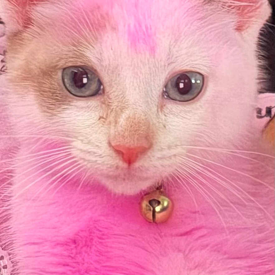 Princess