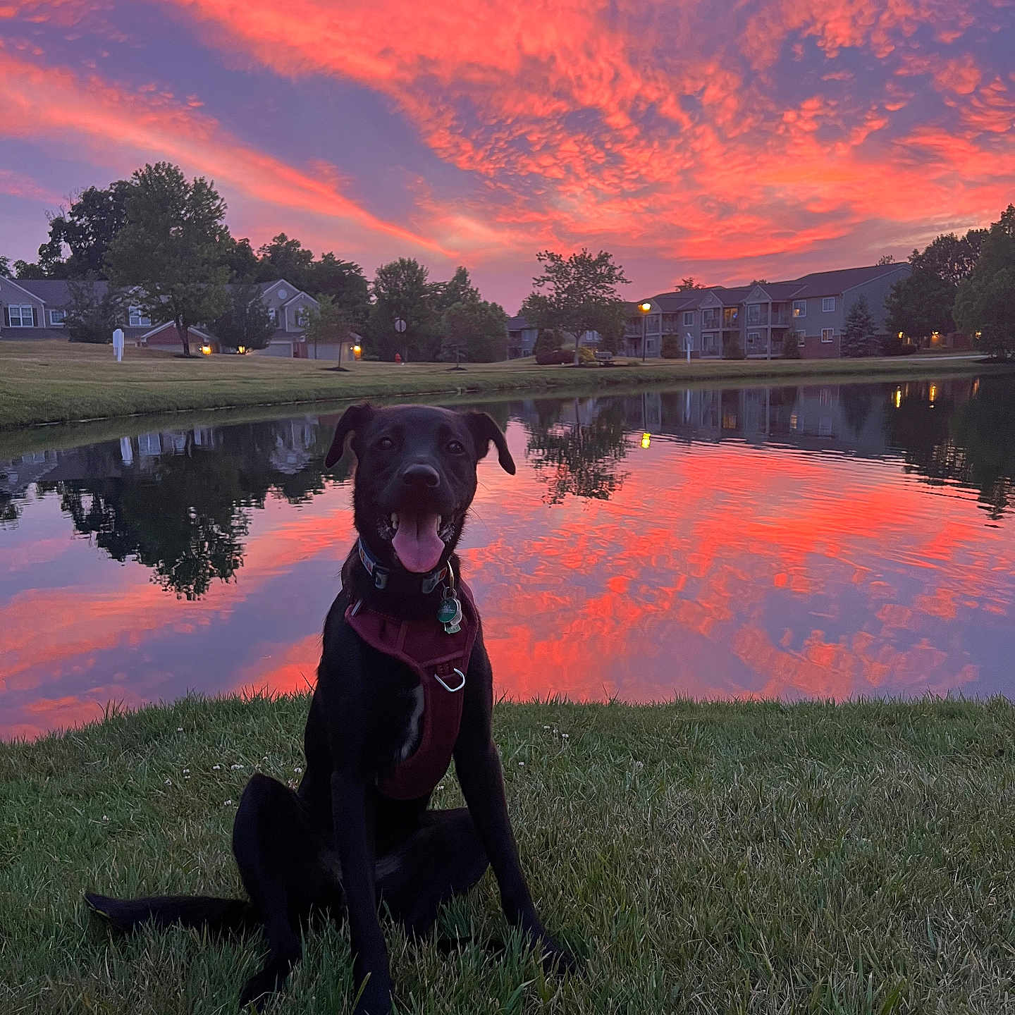 Salem Valentina joined the competition — help win amazing prizes! animal, canine, dog, face, grass, head, lake, nature, outdoors, park, person, pet, plant, pond, puppy, scenery, sky, tree, vegetation, water