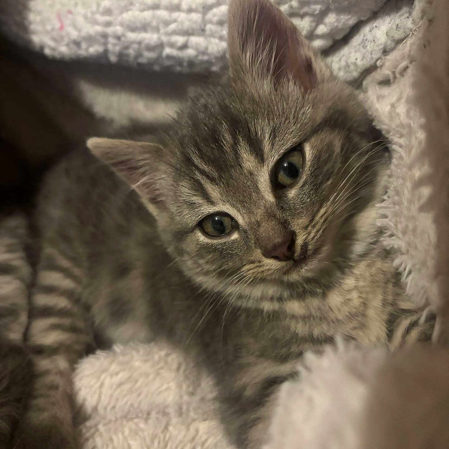 Marley a rejoint le concours — aidez-le/la à gagner de superbes lots ! abyssinian, angora, animal, blanket, cat, kitten, manx, pet, quilt, towel