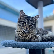 Mia a rejoint le concours — aidez-le/la à gagner de superbes lots ! cat, tabby, feline, pet, animal, fluffy, fur, ears, whiskers, eyes, portrait, relaxed, resting, cat_tree, platform, outdoor, blue_sky, blurred_background, domestic_cat, closeup