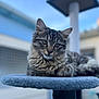 cat, tabby, feline, pet, animal, fluffy, fur, ears, whiskers, eyes, portrait, relaxed, resting, cat_tree, platform, outdoor, blue_sky, blurred_background, domestic_cat, closeup