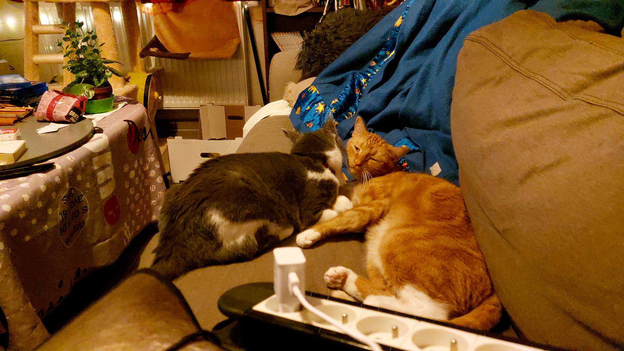 Indiana a rejoint le concours — aidez-le/la à gagner de superbes lots ! carnivore, cat, chair, comfort, companion_dog, dog_breed, domestic_short_haired_cat, event, felidae, fur, holiday, lap, mammal, room, small_to_medium_sized_cats, snapshot, tail, tree, vertebrate, whiskers