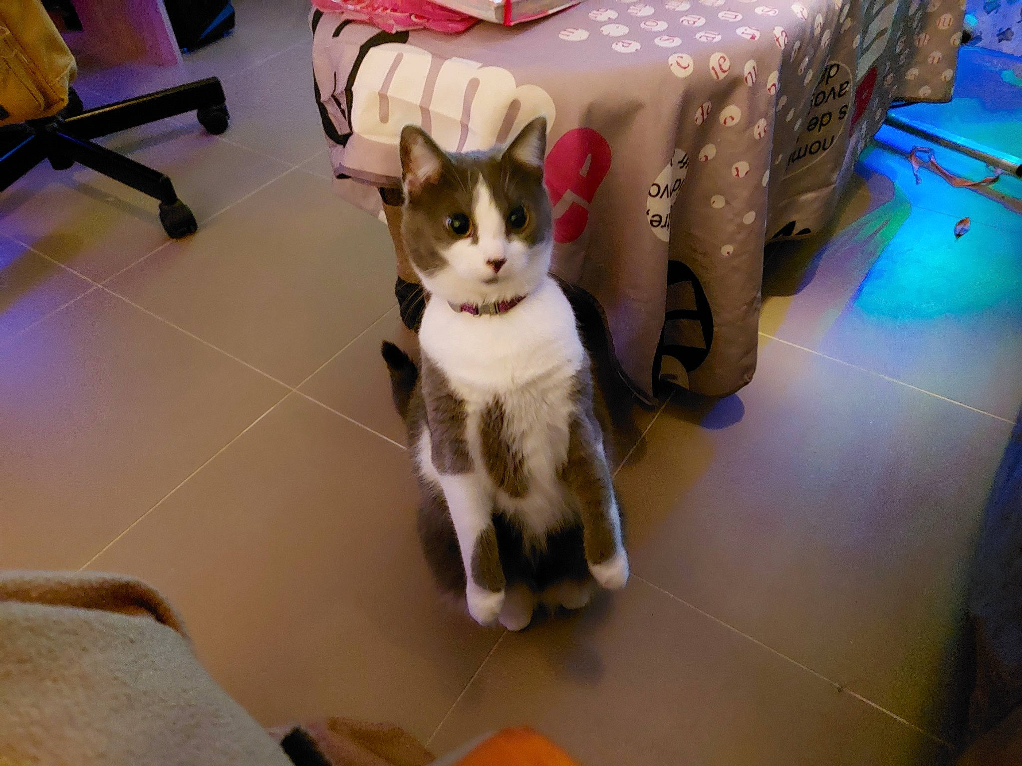 Indiana a rejoint le concours — aidez-le/la à gagner de superbes lots ! box, cardboard, carnivore, cat, chair, comfort, domestic_short_haired_cat, fawn, felidae, floor, flooring, fur, hardwood, paw, room, small_to_medium_sized_cats, snout, tail, whiskers, wood