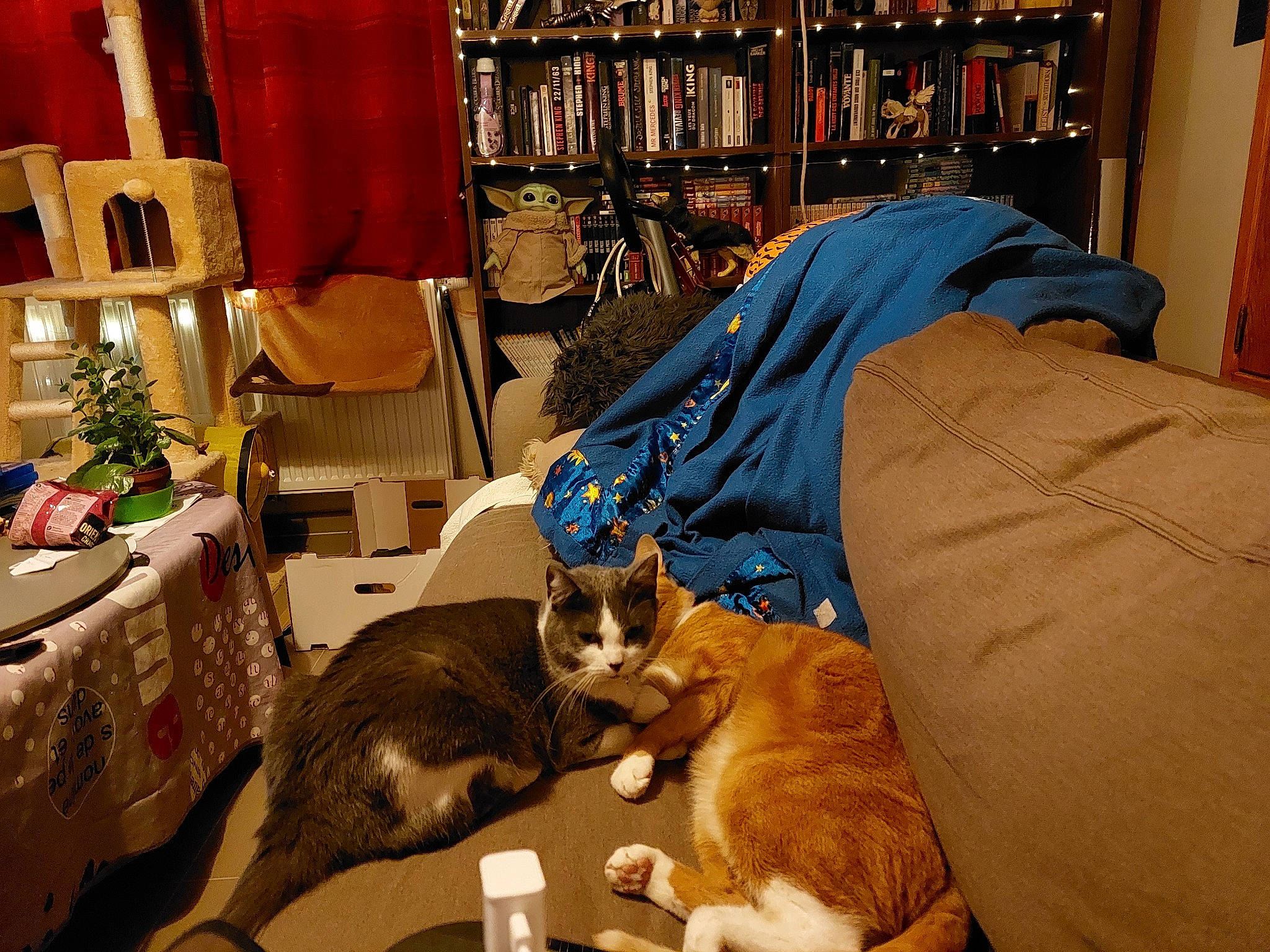 Indiana a rejoint le concours — aidez-le/la à gagner de superbes lots ! bookcase, carnivore, cat, closet, comfort, domestic_short_haired_cat, event, felidae, fur, interior_design, lap, living_room, room, shelf, shelving, small_to_medium_sized_cats, tail, textile, whiskers, wood