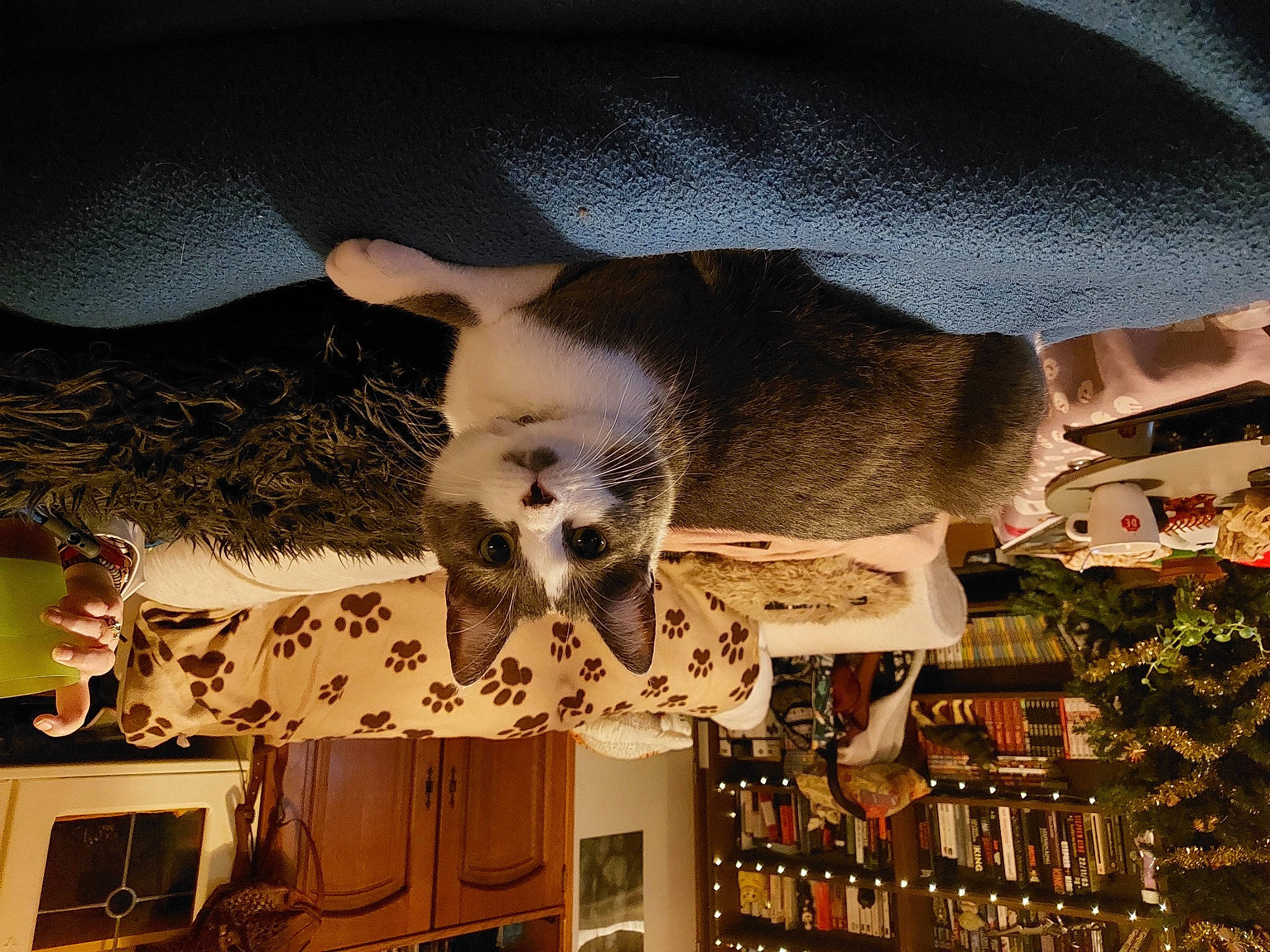 Indiana participe au concours pour gagner de l'argent avec cette photo : building, ceiling, design, dog, fawn, fur, mammal, photograph, shade, sky, snapshot, space, tail, terrestrial_animal, tints_and_shades, tree, vertebrate, white, wood, world