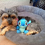 Sweet a rejoint le concours — aidez-le/la à gagner de superbes lots ! dogs, puppies, yorkshire_terrier, small_dogs, long_hair, black_and_tan, gray_fur, pet_bed, stuffed_toy, blue_toy, stitch_toy, indoor, home, wood_floor, wall, resting, lying_down, portrait, cute, animal_companions