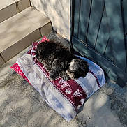 Maya a rejoint le concours — aidez-le/la à gagner de superbes lots ! animal, blanket, concrete, cozy, daylight, dog, door, fur, outdoor, pattern, peaceful, pet, quiet, relaxing, resting, shadow, sleeping, stairs, sunlight, wood