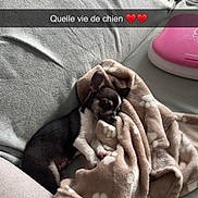 Beka participe au concours pour gagner de l'argent avec cette photo : dog, chihuahua, puppy, sleeping, small_dog, black_and_white, blanket, paw_prints, couch, sofa, cozy, indoors, pet, resting, cute, animal, portrait, pink_device, french_text, text_overlay