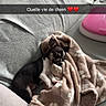 dog, chihuahua, puppy, sleeping, small_dog, black_and_white, blanket, paw_prints, couch, sofa, cozy, indoors, pet, resting, cute, animal, portrait, pink_device, french_text, text_overlay