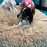 Beka participe au concours pour gagner de l'argent avec cette photo : puppy, dog, black_and_white, small_dog, pet, animal, fluffy_bed, plush_toy, elephant_toy, pink_toy, collar, sitting, indoors, cozy, portrait, cute, alert, blue_background, pet_bed, text_overlay