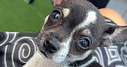 Beka a rejoint le concours — aidez-le/la à gagner de superbes lots ! puppy, dog, black_and_white, small_breed, chihuahua, portrait, close_up, head_tilt, floppy_ears, pointed_ears, brown_eyes, white_markings, black_fur, white_chest, lying_down, cushion, patterned_fabric, outdoor, human, adorable