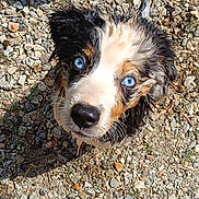 Aïko a rejoint le concours — aidez-le/la à gagner de superbes lots ! adorable, animal, black, blue_eyes, brown, close_up, cute, dog, fur, gravel, looking_up, nature, nose, outdoor, pet, puppy, sunlight, wet, white, young
