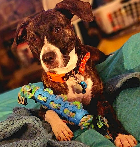 Bella joined the competition — help win amazing prizes! canidae, carnivore, collar, comfort, companion_dog, dog, dog_breed, dog_clothes, dog_collar, dog_supply, fawn, fur, happy, leash, personal_protective_equipment, pet_supply, snout, sporting_group, whiskers, working_animal