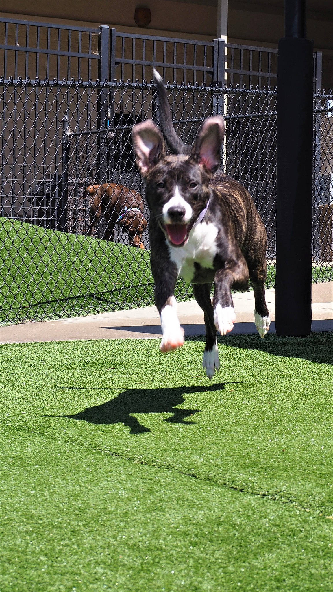 Bella joined the competition — help win amazing prizes! canidae, carnivore, companion_dog, conformation_show, dog, dog_agility, dog_breed, grass, mammal, non_sporting_group, recreation, vertebrate