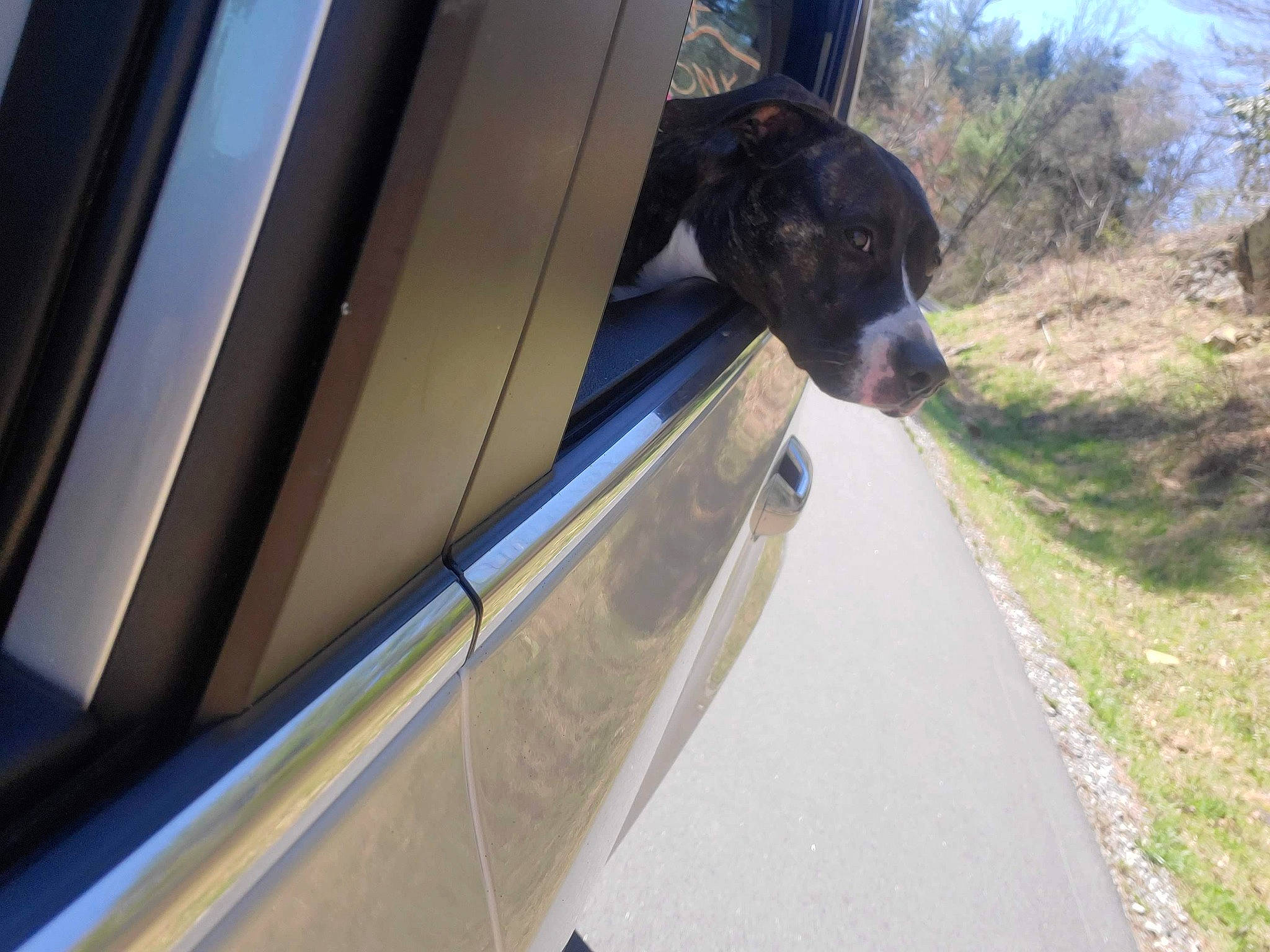 Bella is registered to the contest to win money with this photo: asphalt, automotive_exterior, automotive_lighting, automotive_tire, car, carnivore, dog, dog_breed, fender, hood, motor_vehicle, personal_luxury_car, plant, road, road_surface, tints_and_shades, tree, vehicle, vehicle_door, working_animal