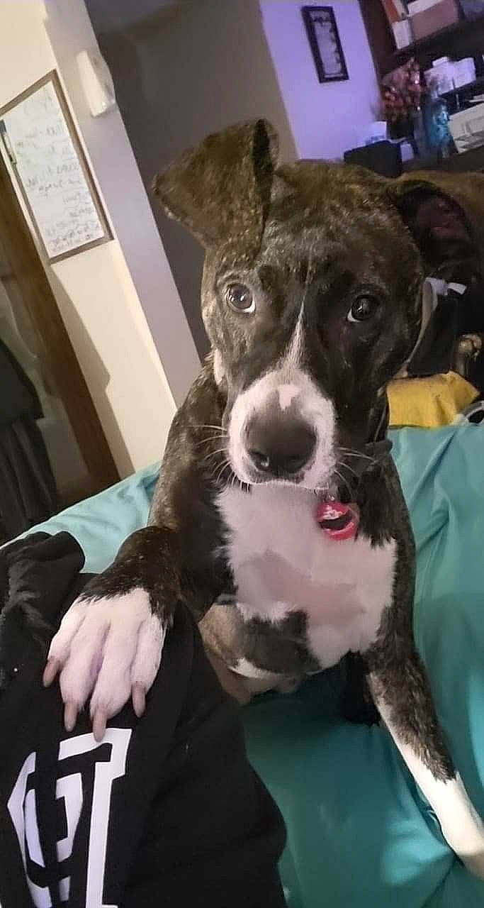 Bella is registered to the contest to win money with this photo: canidae, carnivore, collar, comfort, companion_dog, dog, dog_breed, dog_collar, ear, fawn, fur, guard_dog, non_sporting_group, snout, sporting_group, whiskers, working_animal, working_dog