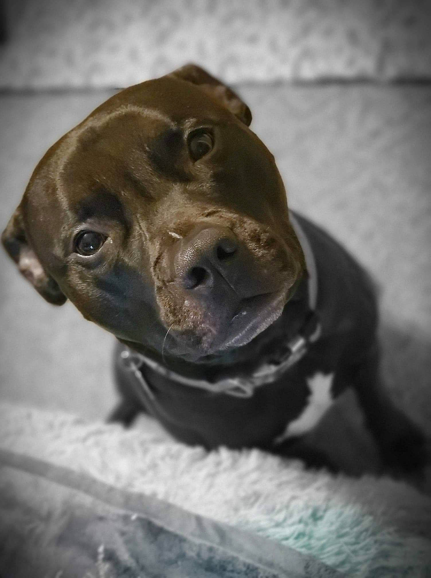 Kiser is registered to the contest to win money with this photo: american_pit_bull_terrier, american_staffordshire_terrier, canidae, carnivore, dog, dog_breed, fawn, non_sporting_group, nose, pit_bull, puppy, snout, sporting_group, staffordshire_bull_terrier