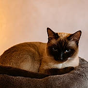 Bounty participe au concours pour gagner de l'argent avec cette photo : cat, siamese_cat, pet, animal, feline, blue_eyes, fur, whiskers, ears, tail, bed, plush, indoor, resting, cute, portrait, mammal, sleepy, cozy, domestic_animal