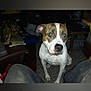 Bear N Athena is registered to the contest to win money with this photo: dog, indoor, pet, brown_and_white, carpet, clutter, furniture, curious, sitting, canine, animal, domestic, looking, room, person_legs, casual, messy, floor, household, companion
