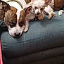 Bear N Athena joined the competition — help win amazing prizes! dog, couch, brindle, small_dog, sleeping, indoor, carpet, cords, relaxing, pet, fur, animal, snuggling, resting, domestic, companion, cute, friendship, cozy, household
