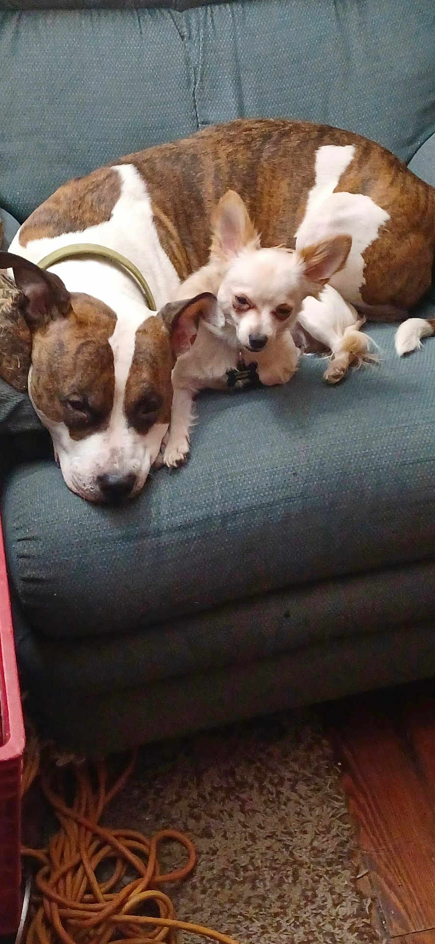 Bear N Athena joined the competition — help win amazing prizes! dog, couch, brindle, small_dog, sleeping, indoor, carpet, cords, relaxing, pet, fur, animal, snuggling, resting, domestic, companion, cute, friendship, cozy, household