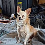 dog, small_dog, indoor, pet, fur, ears, sitting, blanket, bed, storage_bins, clutter, room, expression, collar, fur_color, paw, tail, container, plastic_bag, wooden_wall