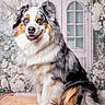 dog, australian_shepherd, blue_eyes, fluffy, pet, portrait, indoor, flower, decor, door, sitting, happy, smiling, animal, cute, furry, muzzle, ears, fur, photography