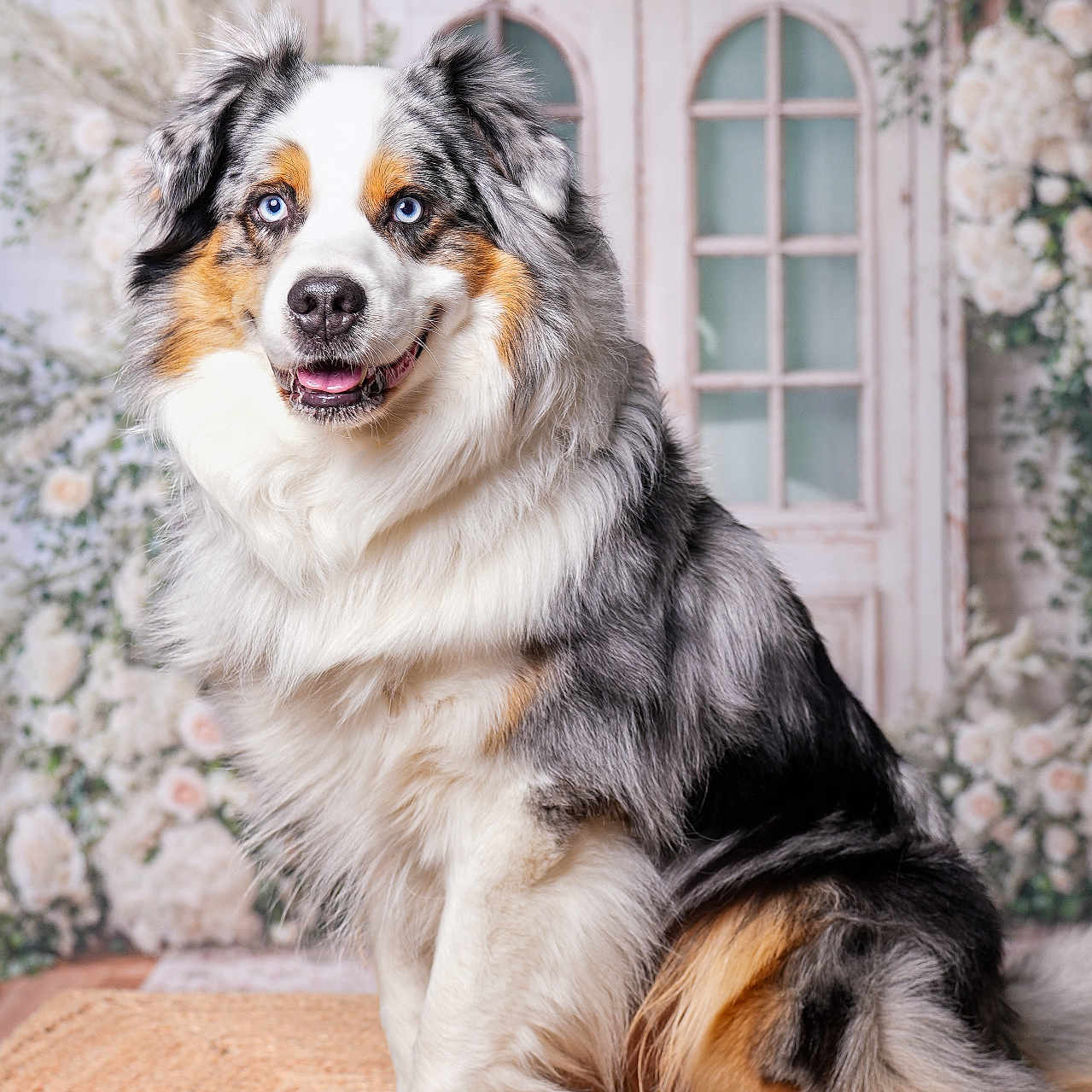 Goose a rejoint le concours — aidez-le/la à gagner de superbes lots ! dog, australian_shepherd, blue_eyes, fluffy, pet, portrait, indoor, flower, decor, door, sitting, happy, smiling, animal, cute, furry, muzzle, ears, fur, photography