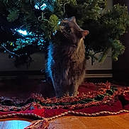 Raja is registered to the contest to win money with this photo: cat, christmas_tree, indoor, holiday, decorations, tree_lights, fur, curious, floor, tree_skirt, pine_needles, wood_floor, pet, animal, home, festive, tassel, red, green, cozy