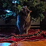 cat, christmas_tree, indoor, holiday, decorations, tree_lights, fur, curious, floor, tree_skirt, pine_needles, wood_floor, pet, animal, home, festive, tassel, red, green, cozy