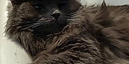 Raja joined the competition — help win amazing prizes! cat, gray_cat, fluffy, cowboy_hat, hat, pet, animal, indoor, feline, relaxed, chair, cushion, close_up, whiskers, fur, domestic_animal, cute, resting, portrait, single_animal