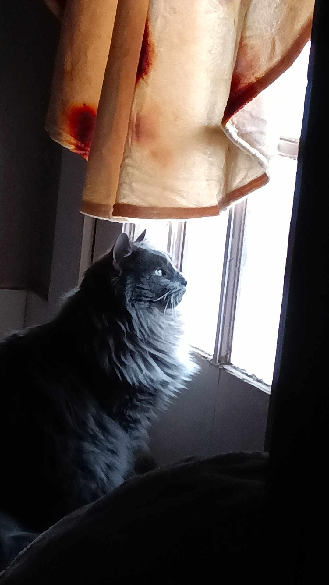 Raja