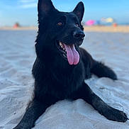 Leannette Rodriguez is registered to the contest to win money with this photo: dog, black_dog, beach, sand, tongue_out, outdoor, animal, pet, canine, summer, sunny, relaxed, lying_down, ears_up, daytime, nature, happy, vacation, blurred_background, sky